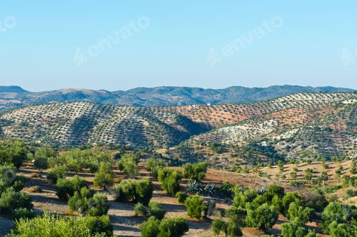 Preview: Olive Grove In The Cantabrian Mountain, Spain