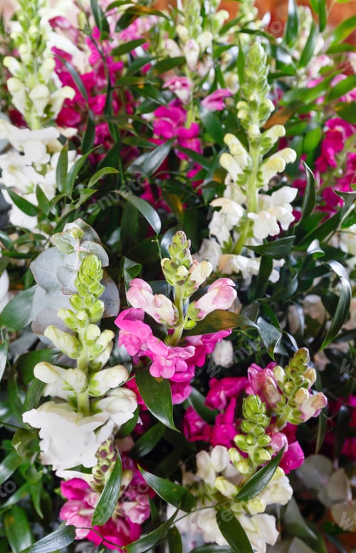 Preview: Big Multicolor (White - Pink - Red) Wonderful Summer Lupine Flowers Bouquet