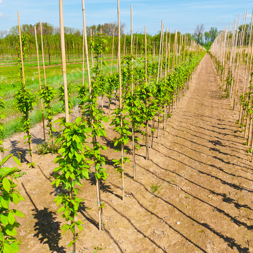 Preview: Bamboo Sticks Supporting Young Plants In The Netherlands