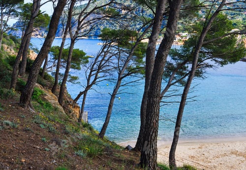 Preview: Pine Trees On Cliff Slope Above Sea Beach.