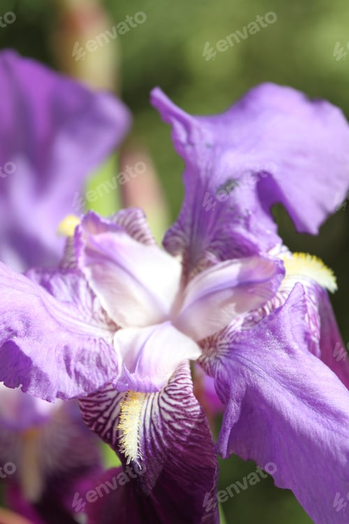 Preview: Wild Mauve Lirio Lily Flower Spain
