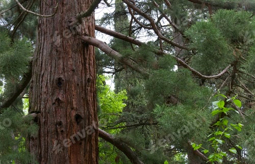 Preview: Trunk Part Of Old Majestic Sequoia Tree (Sequoiadendron Giganteum).