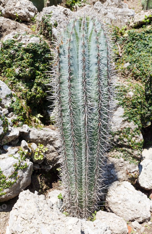 Preview: Beautiful Shape Green Cactus Plant