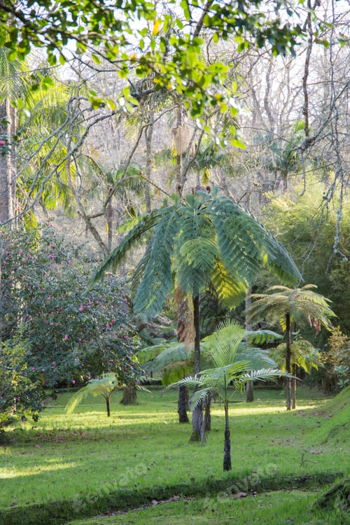 Preview: Palm At Park Furnas Village In Sao Miguel Island Azores Portugal