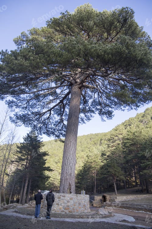 Preview: Escobon Black Pine In Gudar Mountains Teruel Aragon Spain