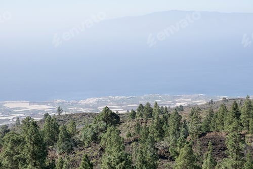 Preview: Canarian Pine Trees In Tenerife Canary Islands Spain