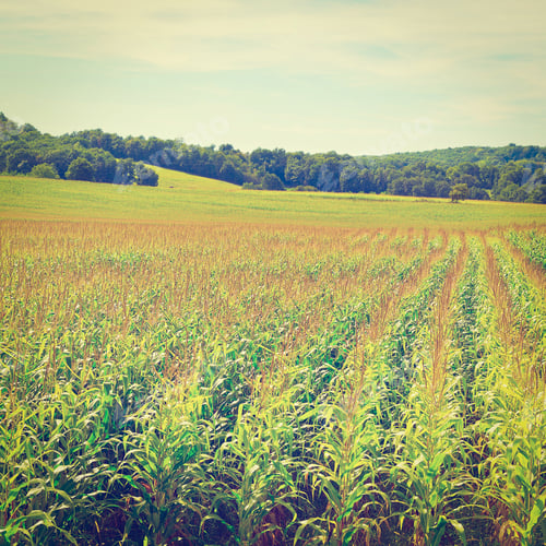 Preview: Plantation Of Corn In The French Limousen, Retro Effect