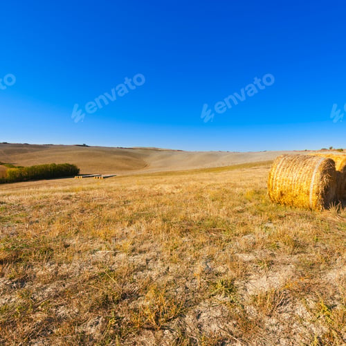 Preview: Landscape With Straw Bales On A Field In Italy. Tuscany Landscape After Harvest.