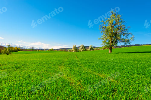 Preview: Meadows On The Background Of Snow-Capped Alps