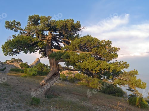 Preview: Single (Evening Sun Illuminate) Juniper Tree On Shadow-Covered Mountainside And Sea Behind (Make In