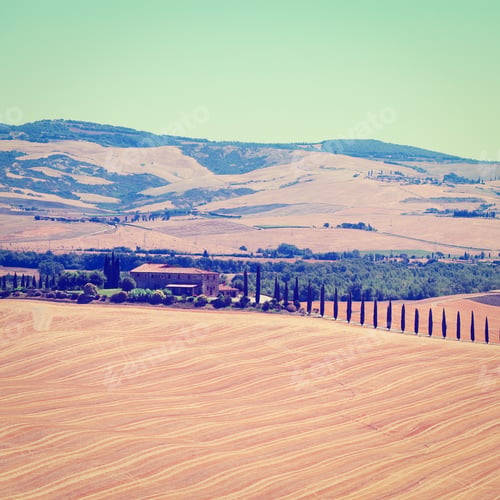 Preview: Cypress Alley Leading To The Farmhouse In Tuscany, Instagram Effect