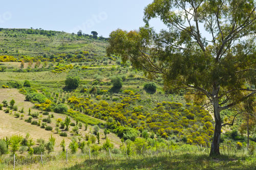 Preview: Landscape Of Sicily In The Spring