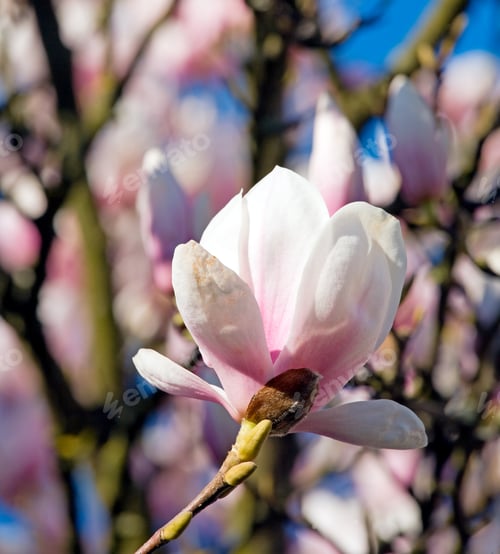 Preview: Blossoming Twig Of Magnolia-Tree (On Blossom Tree Background)