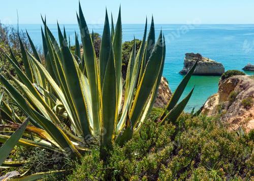 Preview: Stripped Aloe Plant On Summer Sea Rocky Coast.