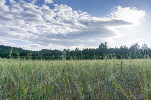 Preview: Cereal Plantation Springtime Teruel Aragon Spain