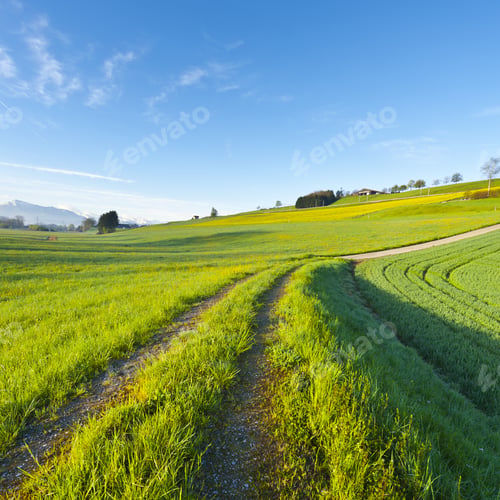 Preview: Swiss Landscape With Forests And Meadow On The Background Of Snow-Capped Alps In Early Morning