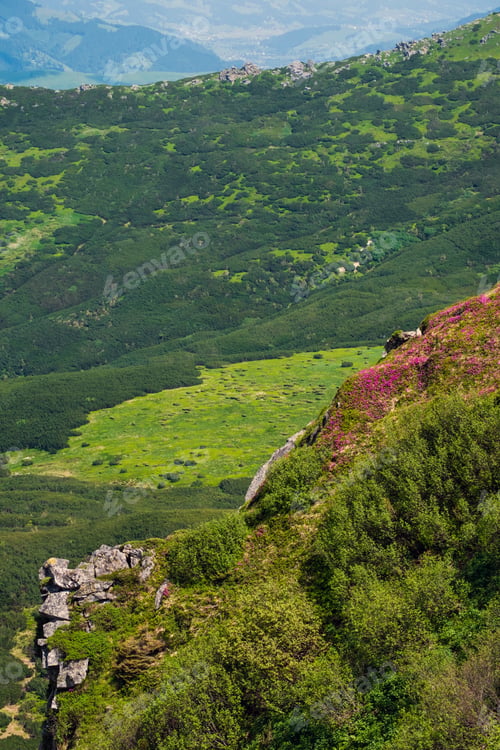 Preview: Pink Rose Rhododendron Flowers On Summer Mountain Slope. Carpathian, Chornohora, Ukraine.
