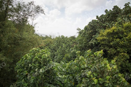 Preview: The Grand Etang Lake Grenada Caribbean