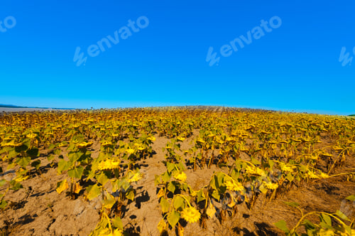 Preview: Sunflower Plantation On The Hills Of Tuscany. Agriculture Background Of Blooming Sunflowers In The