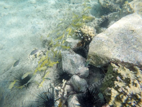 Preview: Young Island, Saint Vincent And The Grenadines Caribbean Sea