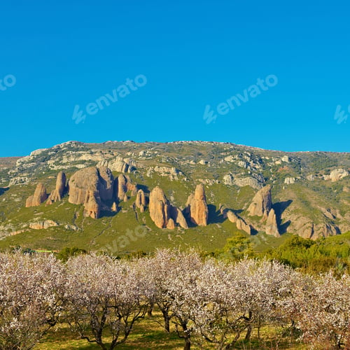 Preview: Plantation Of Flowering Almonds On A Background Of Rocks In The Spanish Pyrenees