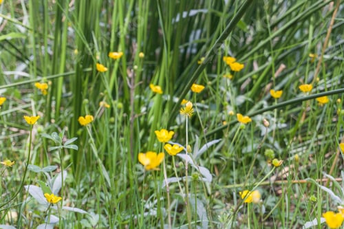 Preview: Wild Yellow Flowers Spring Landscape Gudar Mountains Teruel Aragon Spain