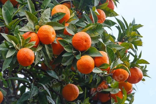 Preview: Mandarin Tree With Orange Fruits And Dense Foliage.