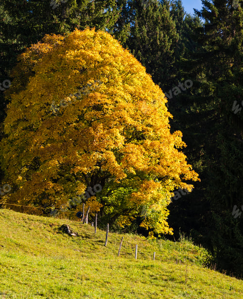 Preview: Sunny Idyllic Autumn Alpine Scene. Peaceful Misty Morning Alps Mountain And Lonely Big Tree View