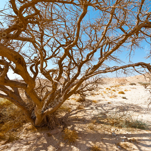 Preview: Dry Tree In The Infinity Of The Negev Desert In Israel. Breathtaking Landscape And Nature Of The