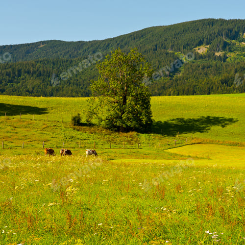 Preview: Pasture In Southern Bavaria, Germany