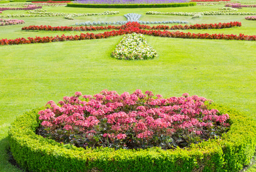 Preview: Blossoming Red Flower On Lawn In Summer City Park
