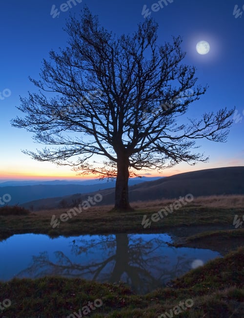 Preview: Lonely Autumn Naked Tree On Night Mountain Hill Top In Last Sunset Light And Full Moon (And Its