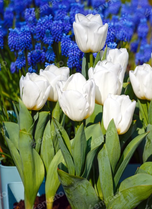 Preview: Beautiful White Tulips In The Spring Time (Macro) And Blue Flowers Behind.
