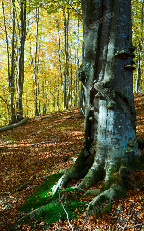 Preview: Sunny Autumn Mountain Forest (On Mountainside)
