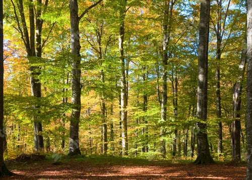 Preview: First Autumn Yellow Foliage In Sunny Beech Forest