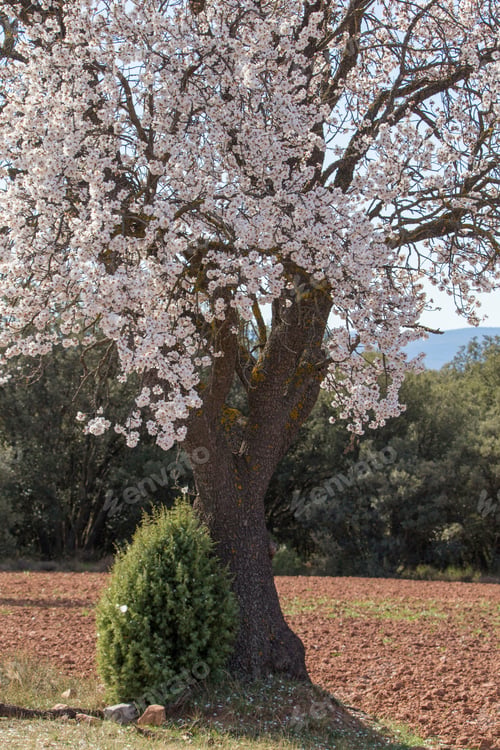 Preview: Almond Tree Flowers On Branch Blooming In Teruel Plantations Aragon Spain