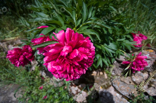 Preview: Purple Dahlia Bush In Garden