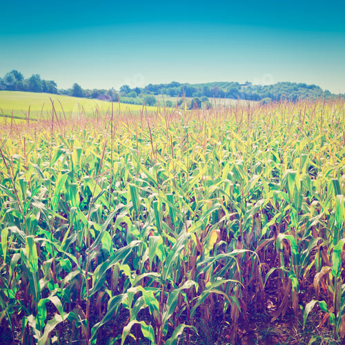 Preview: Plantation Of Corn In The French Limousen, Instagram Effect
