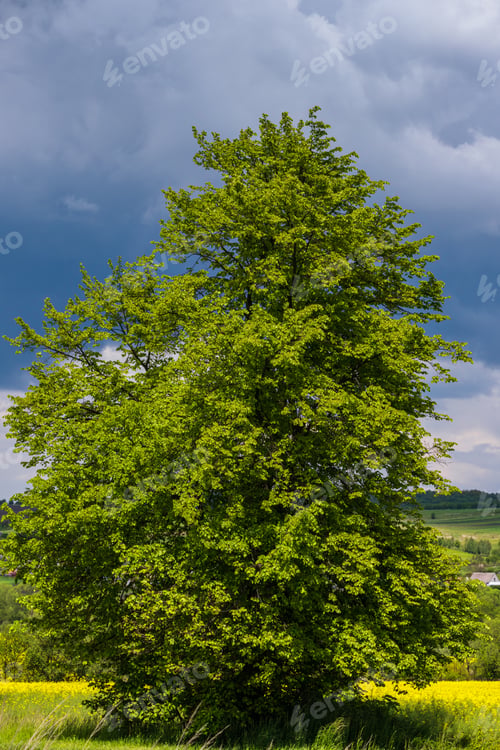 Preview: Spring Countryside View With Linden Tree, Rapeseed Yellow Blooming Fields, Village, Hills. Natural