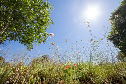 Preview: Nature In Anna Valencia Province Spain
