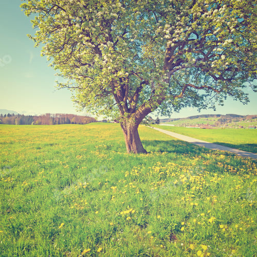 Preview: Solitary Flowering Tree Surrounded By Sloping Meadows In Switzerland On The Background Of
