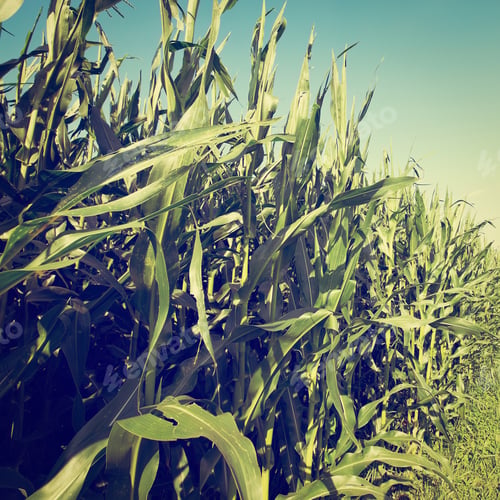 Preview: Plantation Of Corn In Southern Bavaria, Retro Effect