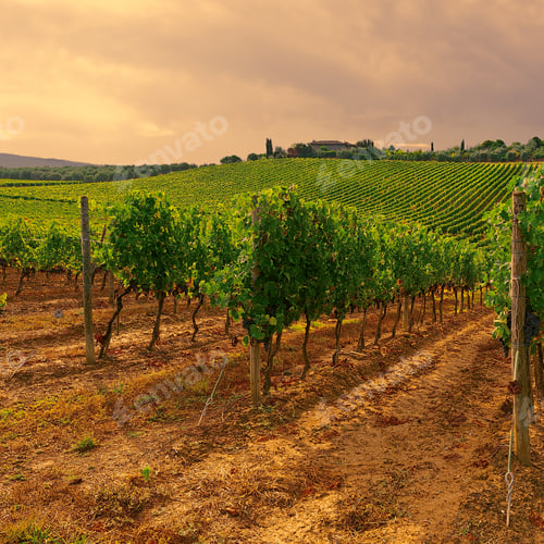 Preview: Hill Of Tuscany With Vineyard In The Chianti Region, Vintage Style Toned Picture