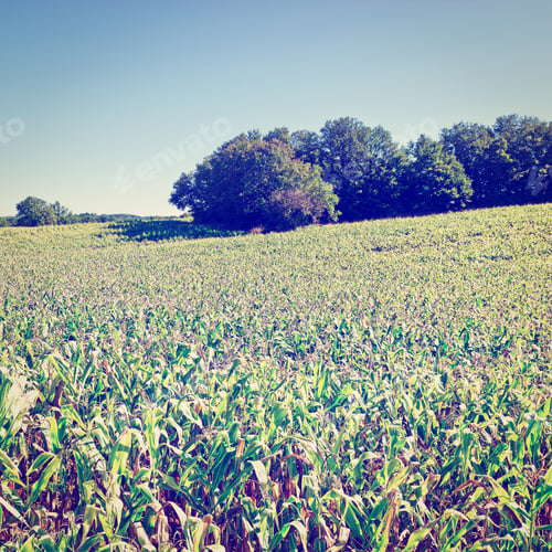 Preview: Plantation Of Corn In The French Limousen, Instagram Effect
