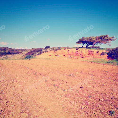 Preview: Three Cedars On The Greek Island Of Rhodes, Instagram Effect