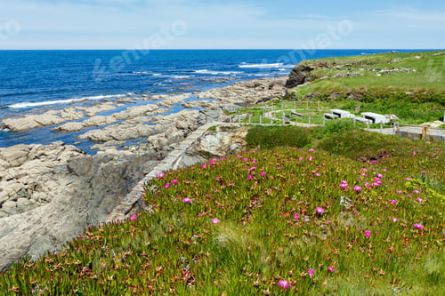 Preview: Summer Blossoming Atlantic Coastline Landscape With Pink Flowers (Spain).