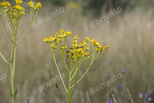Preview: Wild Nature In Alcala De La Selva Teruel Muntains Aragon Spain