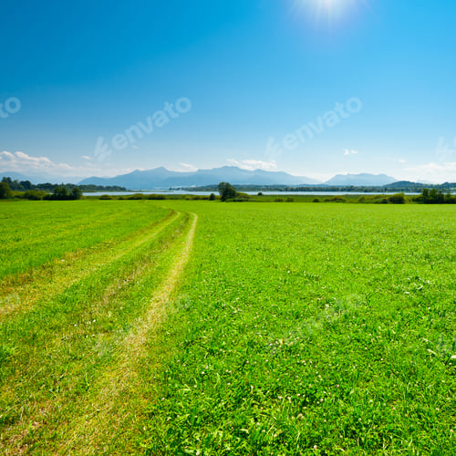 Preview: Rut On The Meadow Near Bavarian Lake Chiemsee