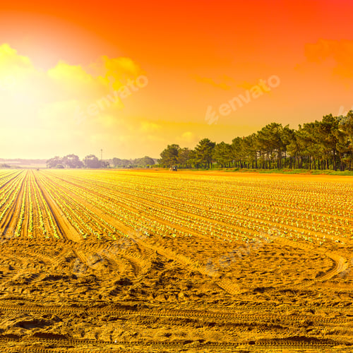 Preview: Rows Of Fresh Young Seedling On The Background Of Sky At Sunrise. Breathtaking Agriculture