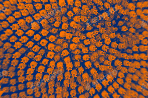 Preview: Abstract And Funky Background Done In Macro Mode